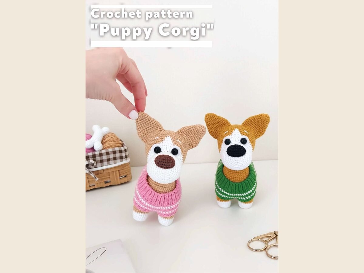 Corgi dog