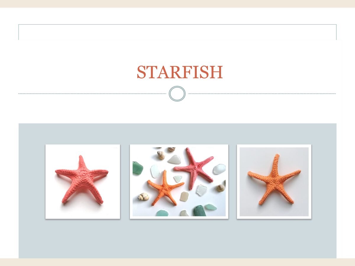 Star Fish